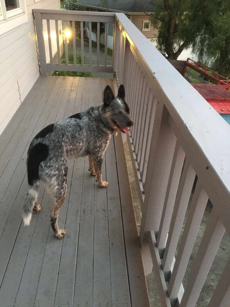 Prozac, an Australian Cattle Dog tested with EmbarkVet.com