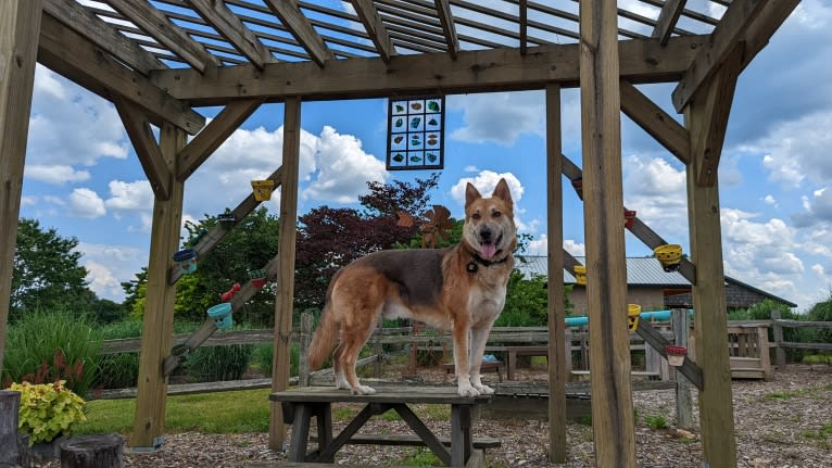 Loki, a German Shepherd Dog and Siberian Husky mix tested with EmbarkVet.com