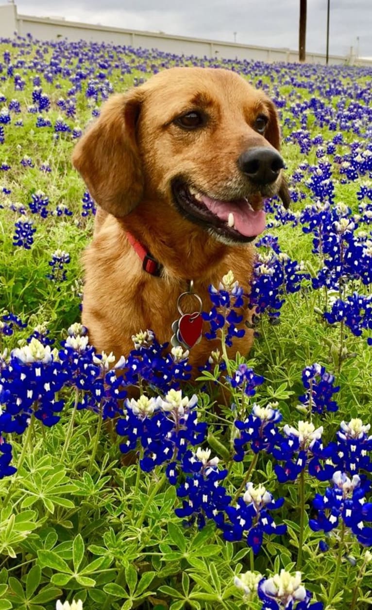 Matt, a Pembroke Welsh Corgi and Dachshund mix tested with EmbarkVet.com