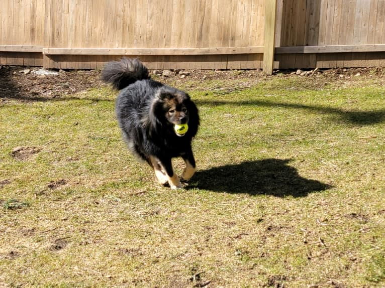 Sugarok Bacchus, a Finnish Lapphund tested with EmbarkVet.com