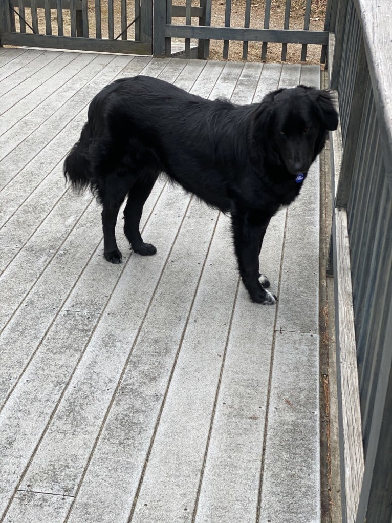 Care Bear Ross, a Labrador Retriever and Australian Cattle Dog mix tested with EmbarkVet.com