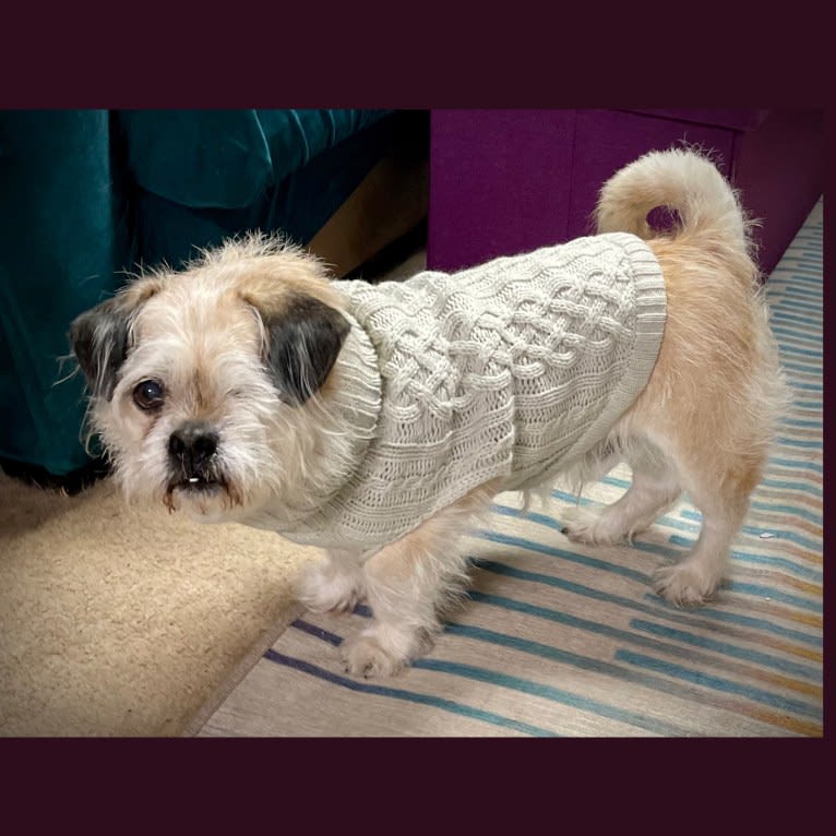 Winston, a Pugapoo tested with EmbarkVet.com