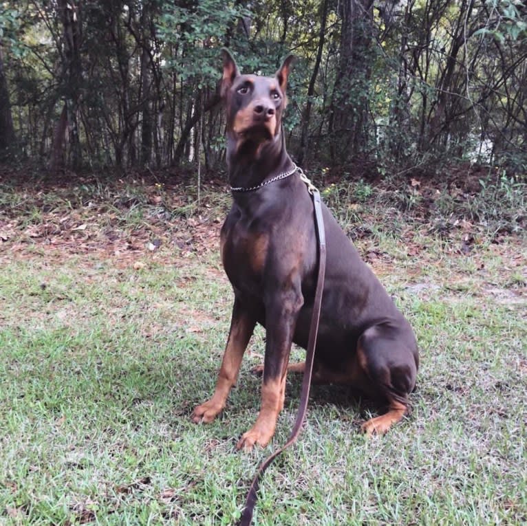 Juju, a Doberman Pinscher tested with EmbarkVet.com