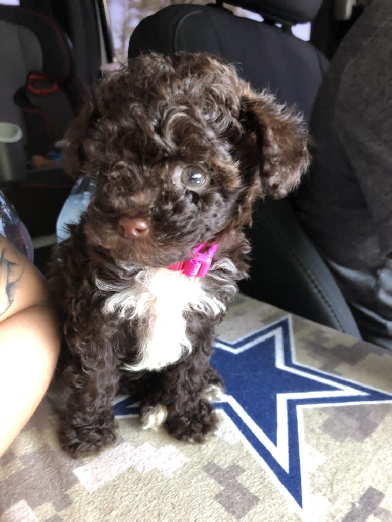 Lacie, a Poodle (Small) tested with EmbarkVet.com