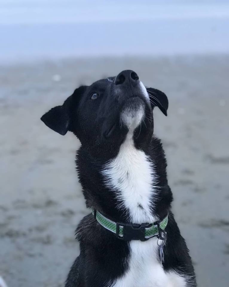 Willie Nelson, a Siberian Husky and American Pit Bull Terrier mix tested with EmbarkVet.com