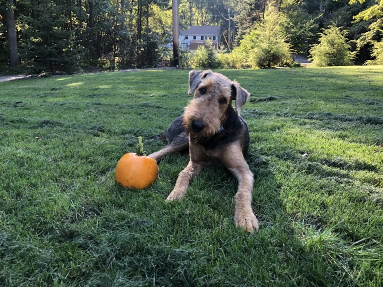Mickey, an Airedale Terrier tested with EmbarkVet.com