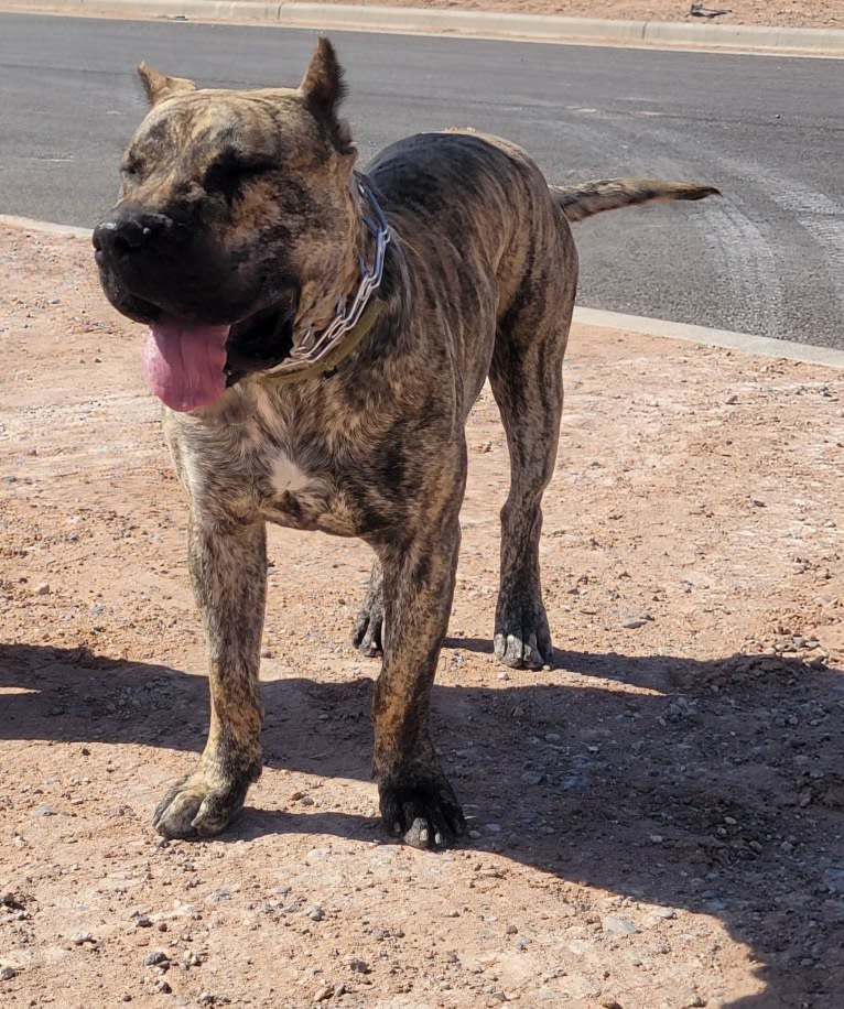 Ashrik, a Perro de Presa Canario tested with EmbarkVet.com