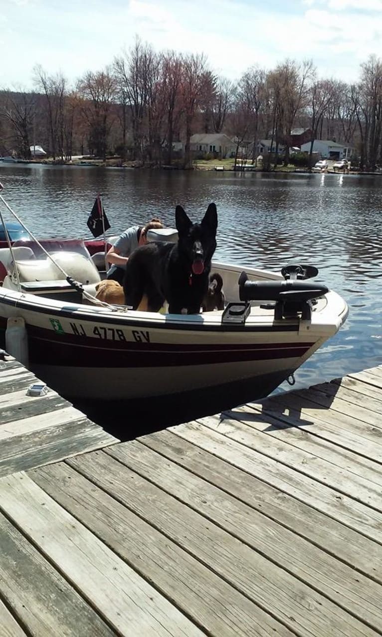 Roxy, a German Shepherd Dog tested with EmbarkVet.com