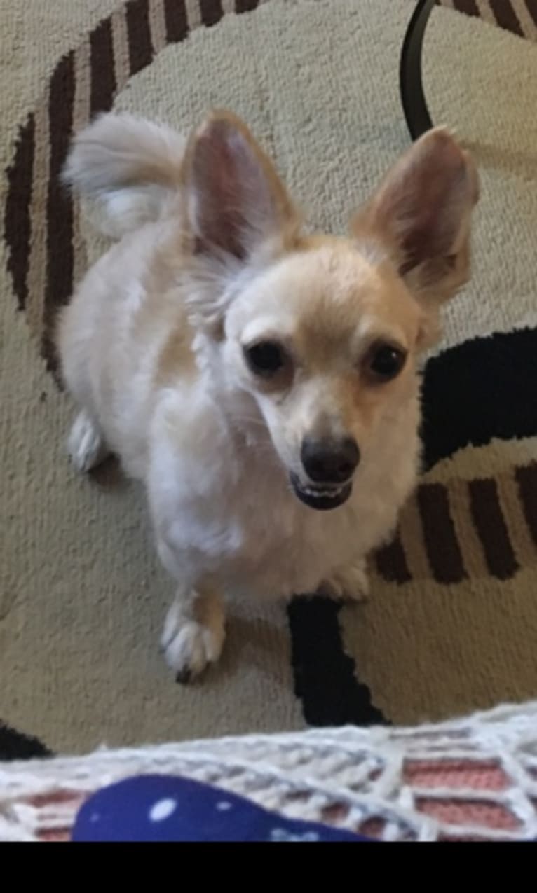 Jasper, a Chihuahua and Pekingese mix tested with EmbarkVet.com