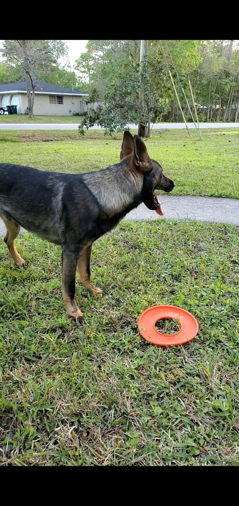 Argos Envy2 Augustine Vom Marienhof, a German Shepherd Dog tested with EmbarkVet.com