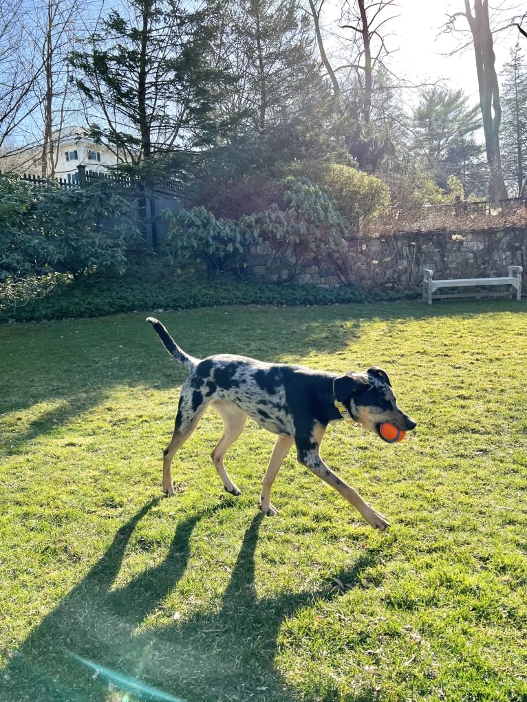 Zoey, a Labrador Retriever and German Shepherd Dog mix tested with EmbarkVet.com