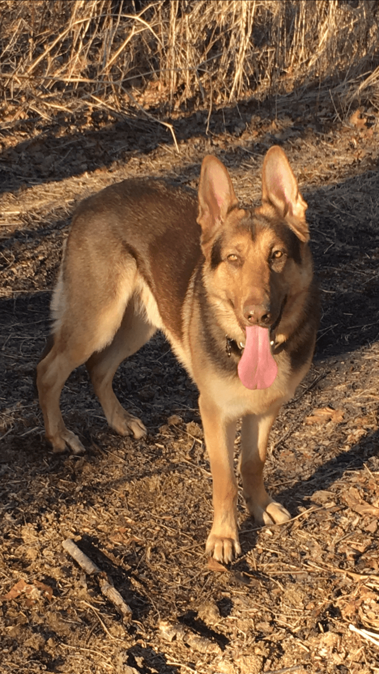 Chocolate cheap german shepherd