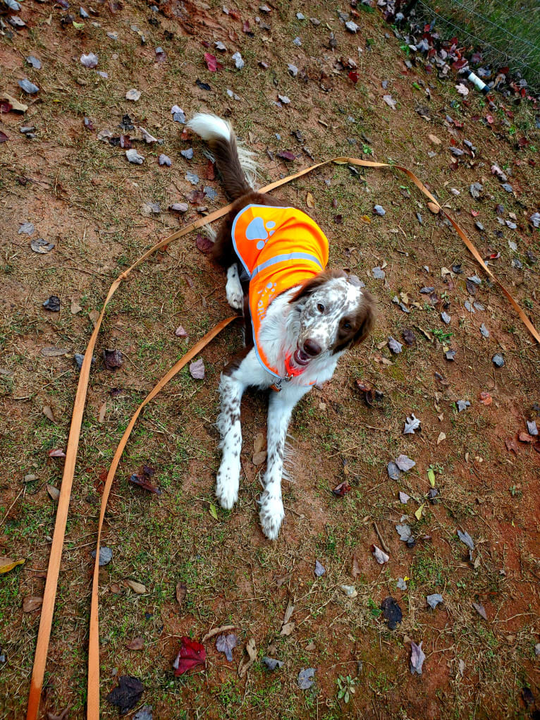 Maple, a German Shorthaired Pointer and Chow Chow mix tested with EmbarkVet.com