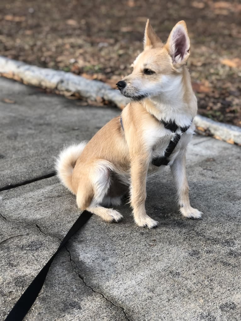 Bruno, a Pomeranian and Miniature Schnauzer mix tested with EmbarkVet.com