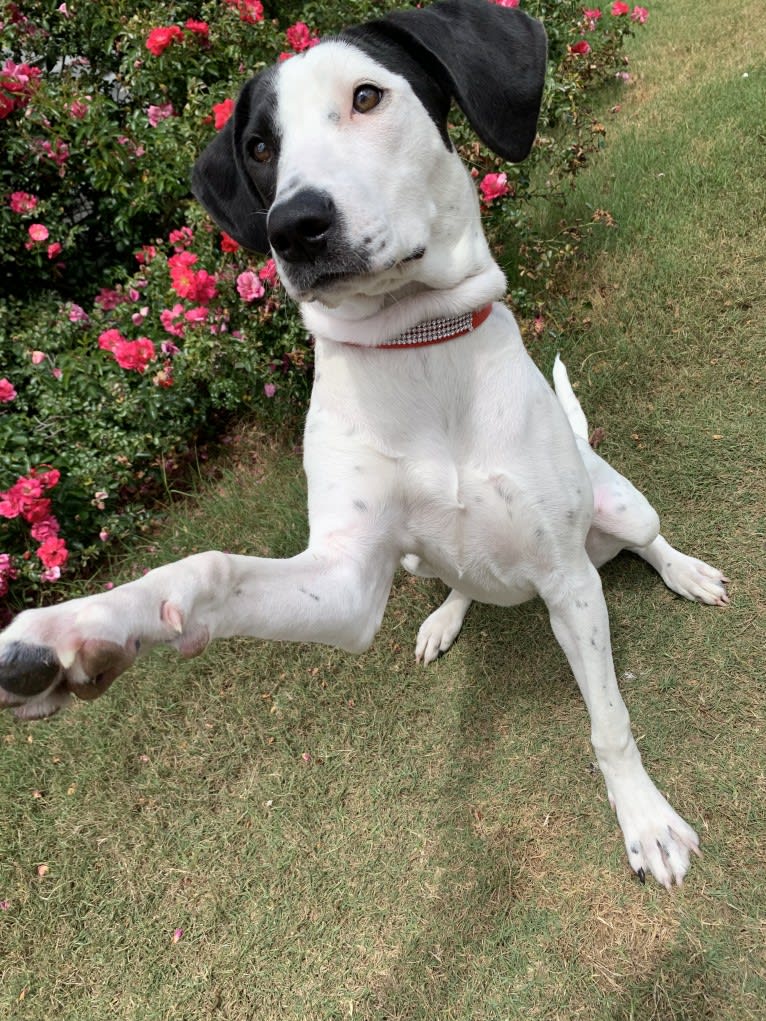 Lila, an American Pit Bull Terrier and Beagle mix tested with EmbarkVet.com