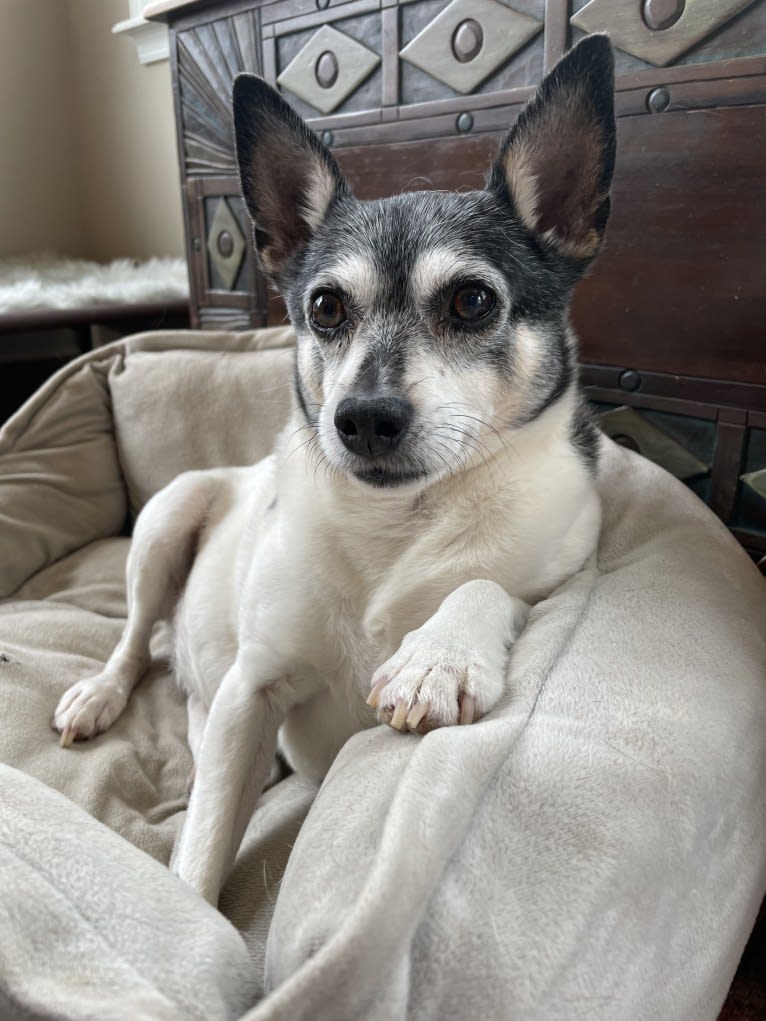 Skippy, a Toy Fox Terrier tested with EmbarkVet.com