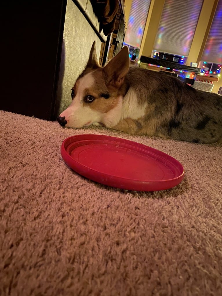 Milo, a Pembroke Welsh Corgi and Australian Shepherd mix tested with EmbarkVet.com