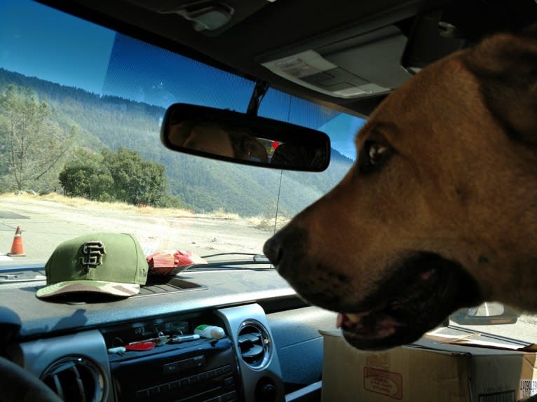 Duke, a German Shepherd Dog and American Pit Bull Terrier mix tested with EmbarkVet.com