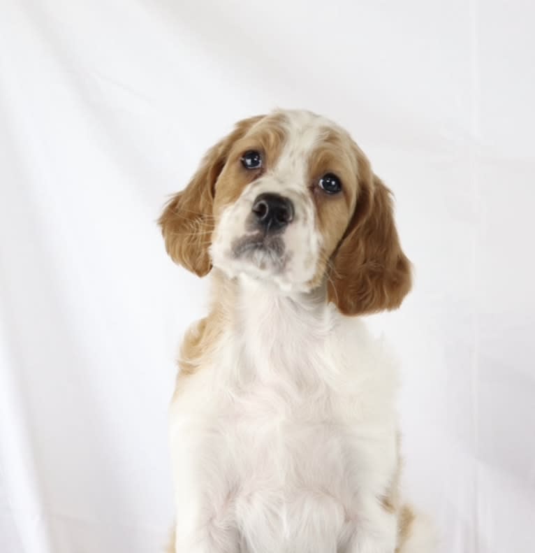 Atlas, an Irish Red and White Setter (4.5% unresolved) tested with EmbarkVet.com