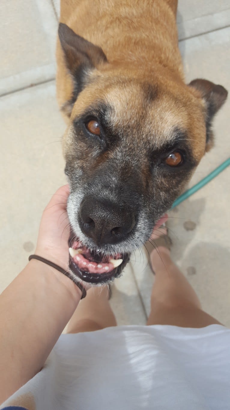 Vadar, a Boxer and Australian Shepherd mix tested with EmbarkVet.com