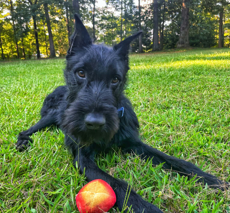 Vaatu, a Black Russian Terrier and Belgian Malinois mix tested with EmbarkVet.com