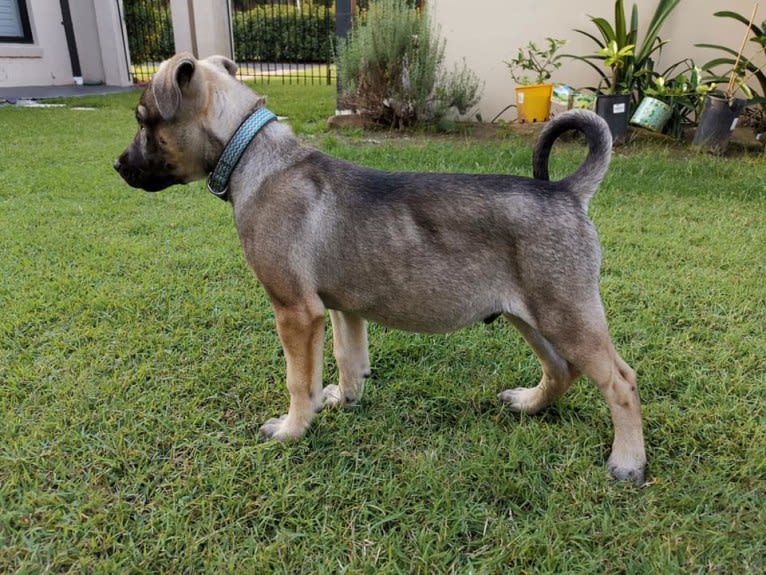 Mud, a Siberian Husky and Neapolitan Mastiff mix tested with EmbarkVet.com