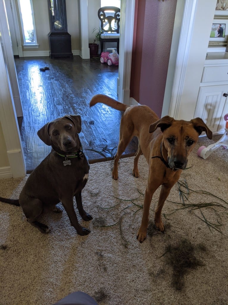 Bandit, a Blue Lacy tested with EmbarkVet.com