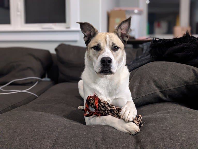 Mac, an American Pit Bull Terrier and Siberian Husky mix tested with EmbarkVet.com