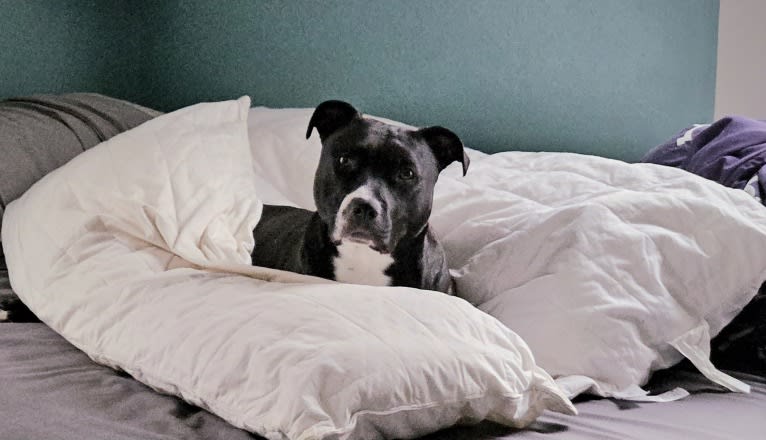 Luna, an American Pit Bull Terrier tested with EmbarkVet.com