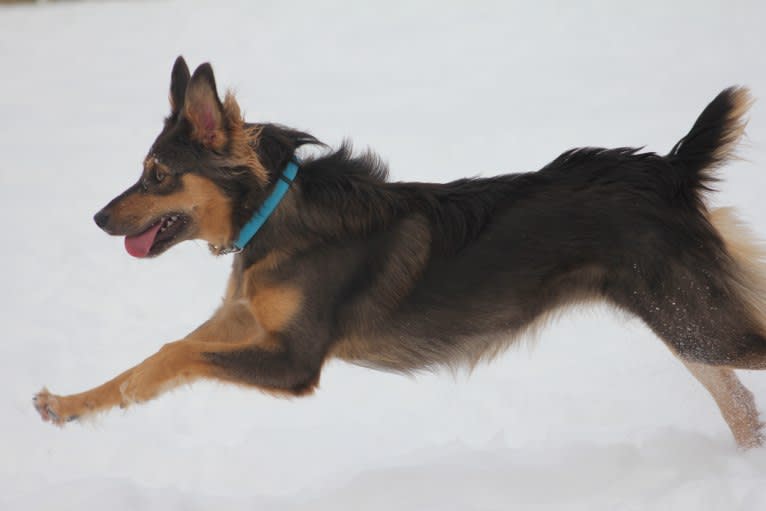 Nova, an Australian Shepherd and Border Collie mix tested with EmbarkVet.com