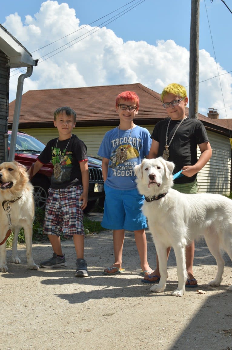 casper, a Great Pyrenees and Labrador Retriever mix tested with EmbarkVet.com