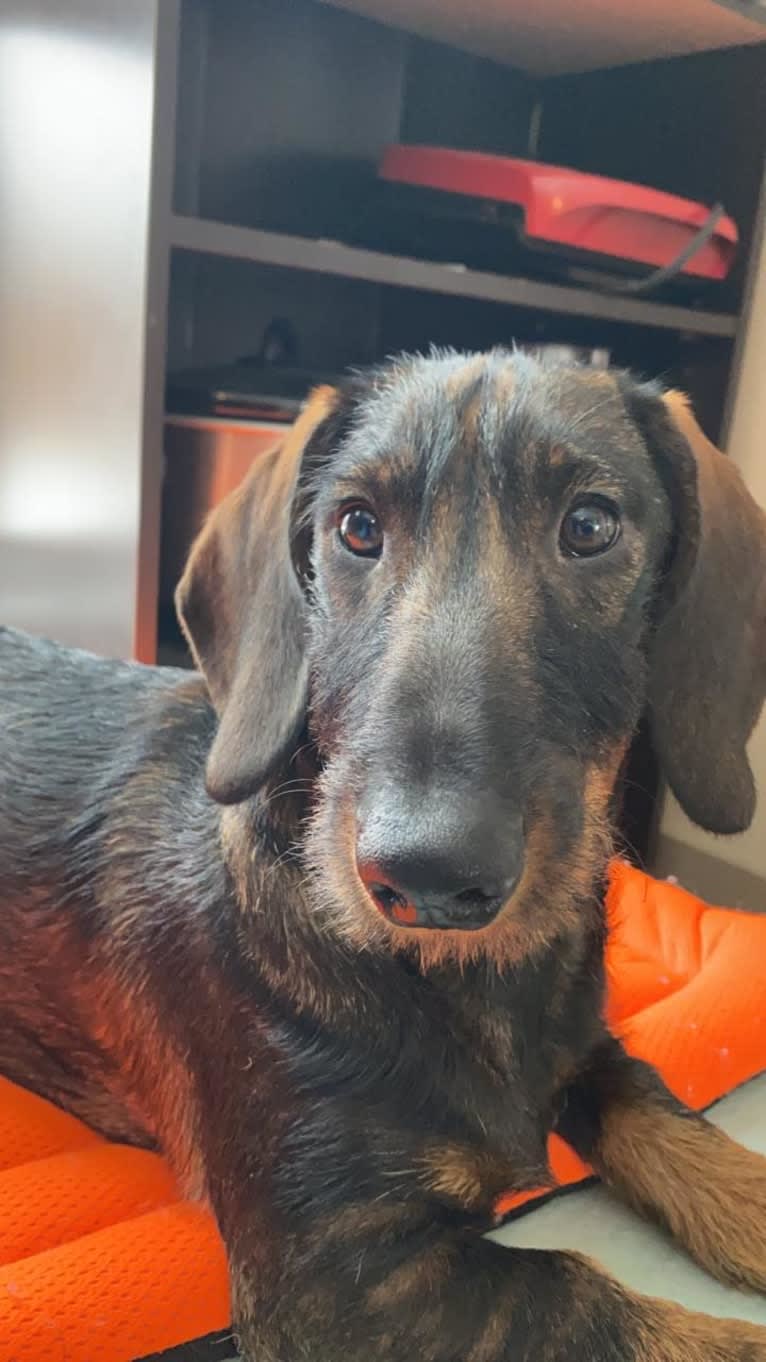 Arthur Fonzarelli, a Dachshund tested with EmbarkVet.com