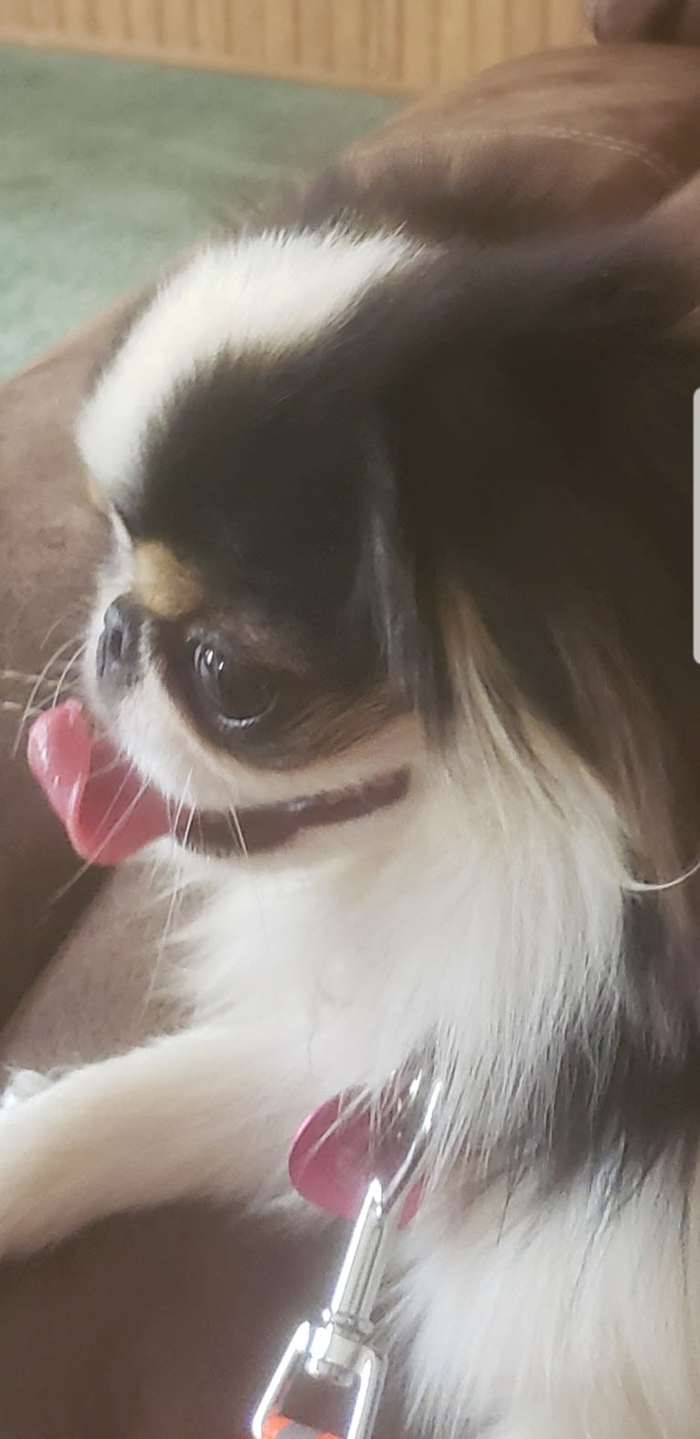 Posh's Touche Boogeyman is Comin' To Get Ya, a Japanese Chin tested with EmbarkVet.com