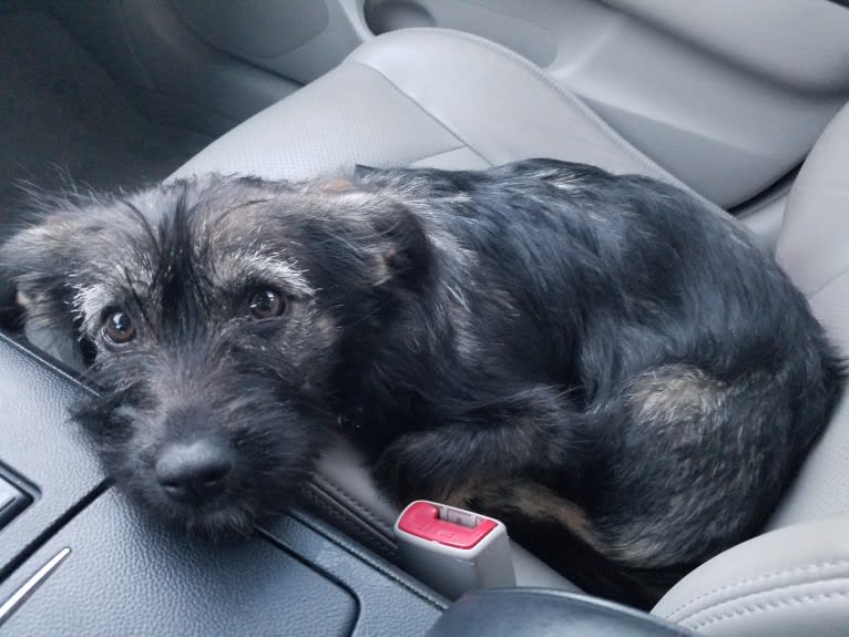 Addie, a Chihuahua and Australian Cattle Dog mix tested with EmbarkVet.com