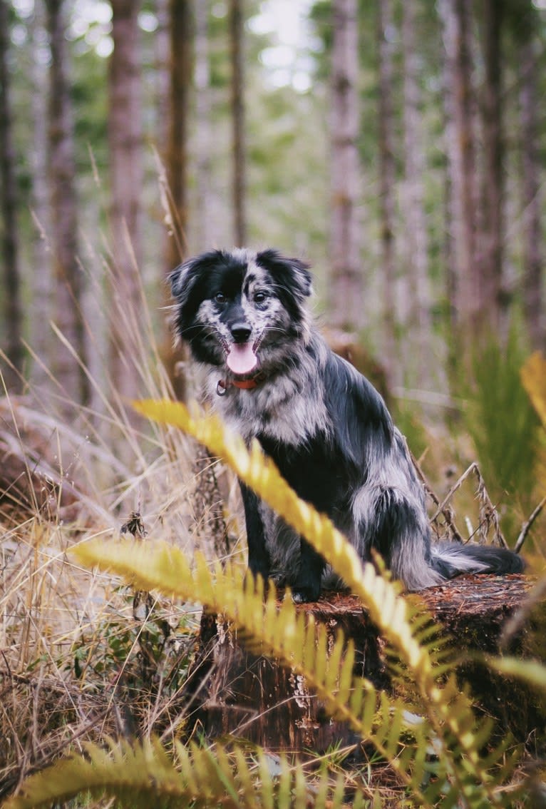 Midna, a Pyrenean Shepherd tested with EmbarkVet.com