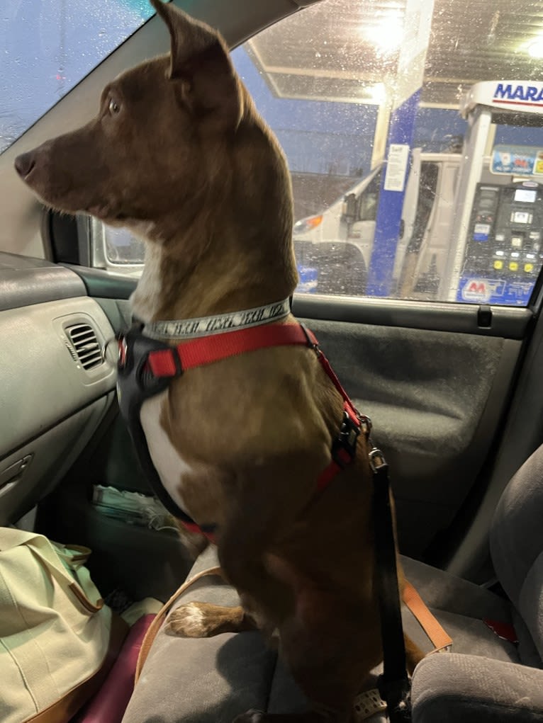 Bruce, an American Pit Bull Terrier and Chihuahua mix tested with EmbarkVet.com