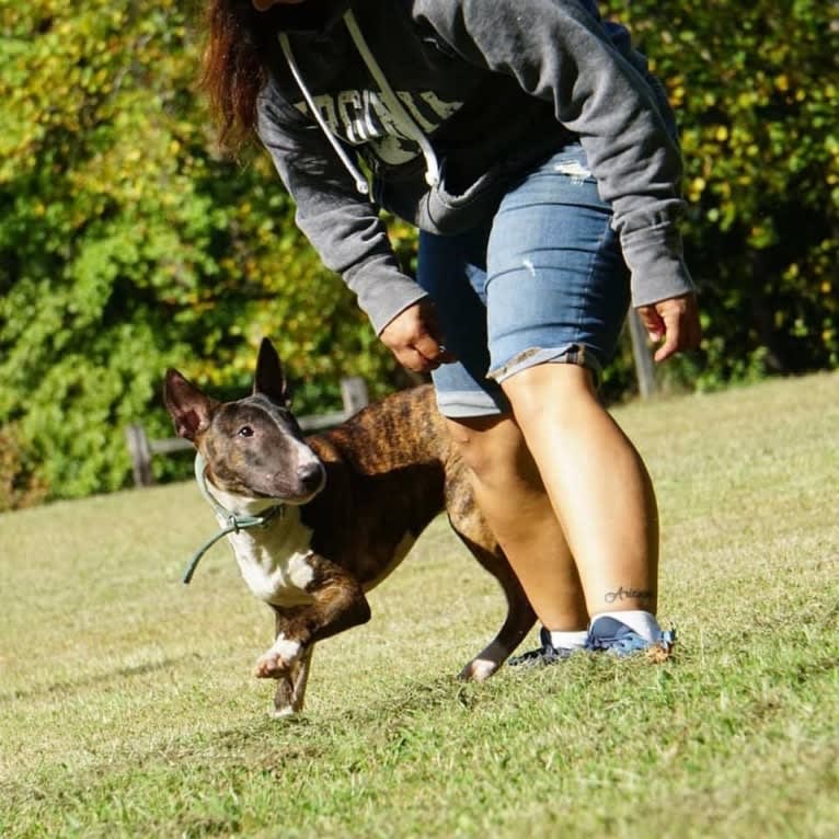 Dippy, a Bull Terrier tested with EmbarkVet.com