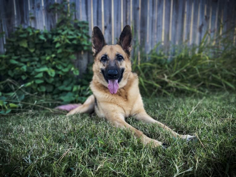 “Elie” Remi Elie’s Rookie Year, a German Shepherd Dog tested with EmbarkVet.com