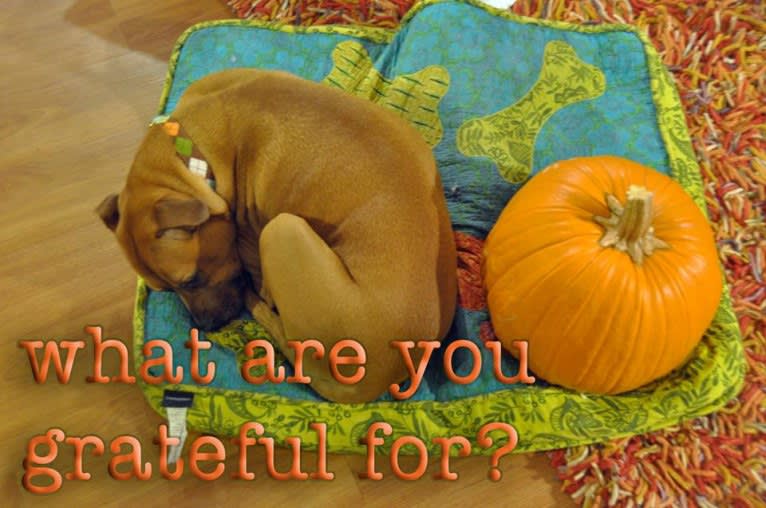 Yogi, an American Pit Bull Terrier and American Bulldog mix tested with EmbarkVet.com