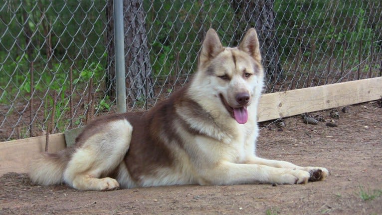 Atreyu, a Siberian Husky tested with EmbarkVet.com
