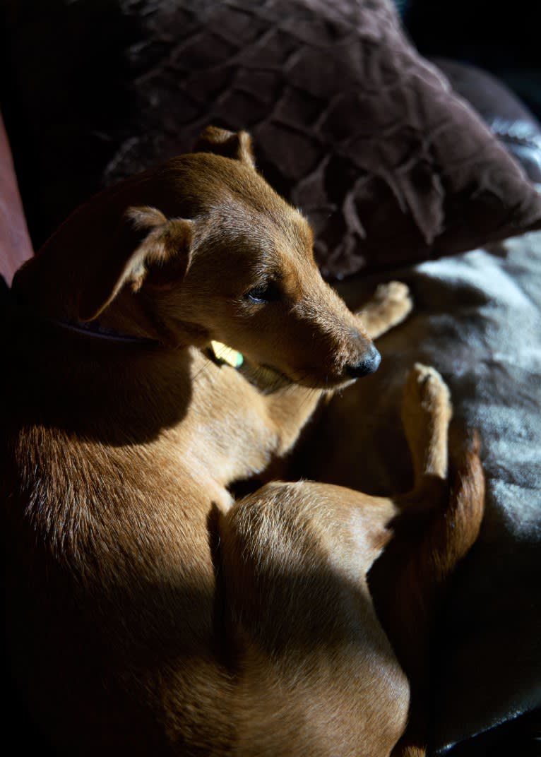 Fiona, an Irish Terrier and Chihuahua mix tested with EmbarkVet.com
