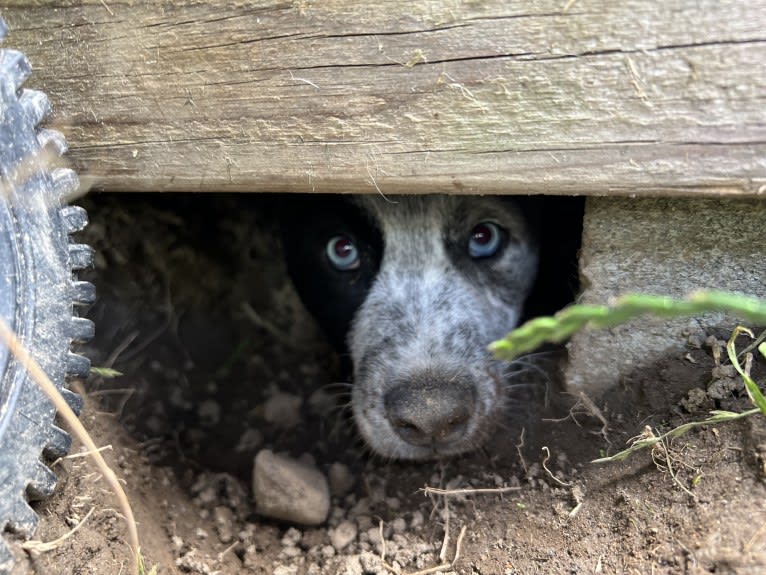 Monster X, an Australian Cattle Dog tested with EmbarkVet.com