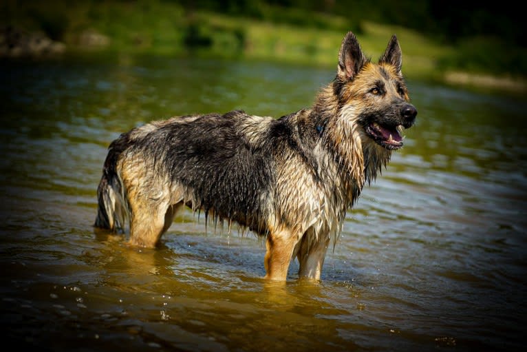 Scarlet, a German Shepherd Dog tested with EmbarkVet.com