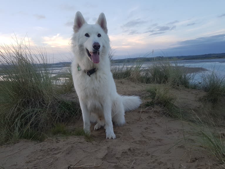 Alaska, a German Shepherd Dog and Akita mix tested with EmbarkVet.com