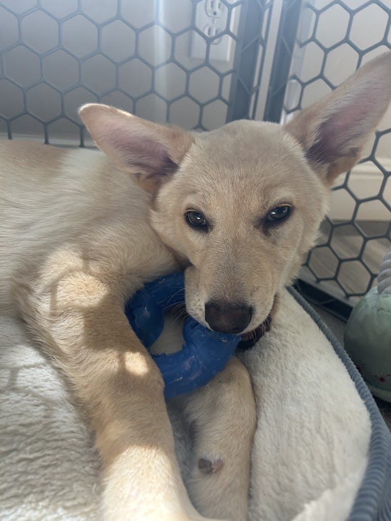 Junie B. Jones, a German Shepherd Dog and Australian Cattle Dog mix tested with EmbarkVet.com