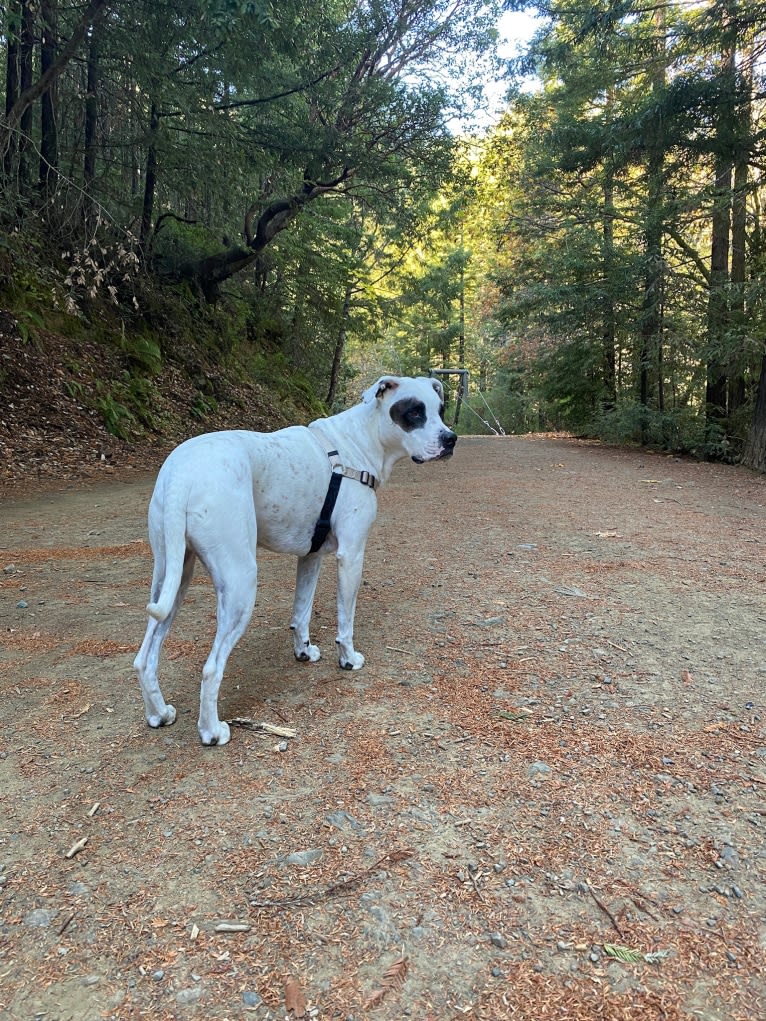 Aubin, an American Bulldog and Brittany mix tested with EmbarkVet.com