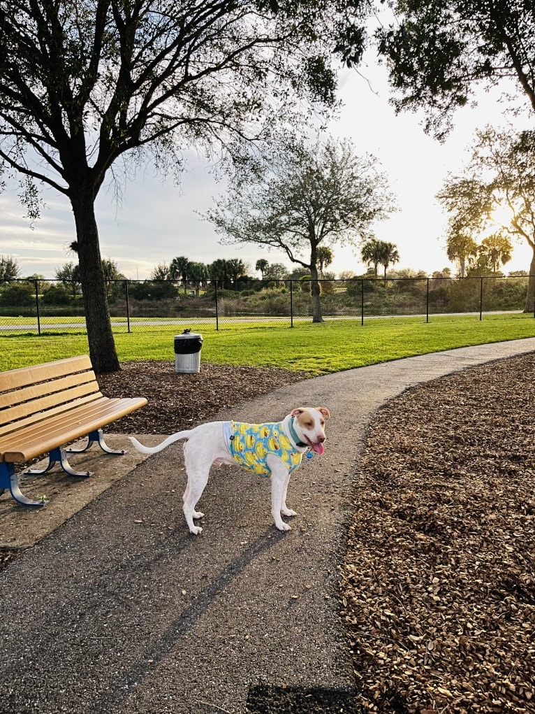 Casper, an American Pit Bull Terrier and Labrador Retriever mix tested with EmbarkVet.com