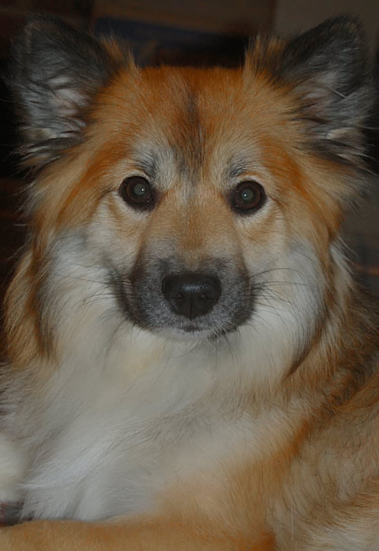 Bunnie, an Icelandic Sheepdog tested with EmbarkVet.com