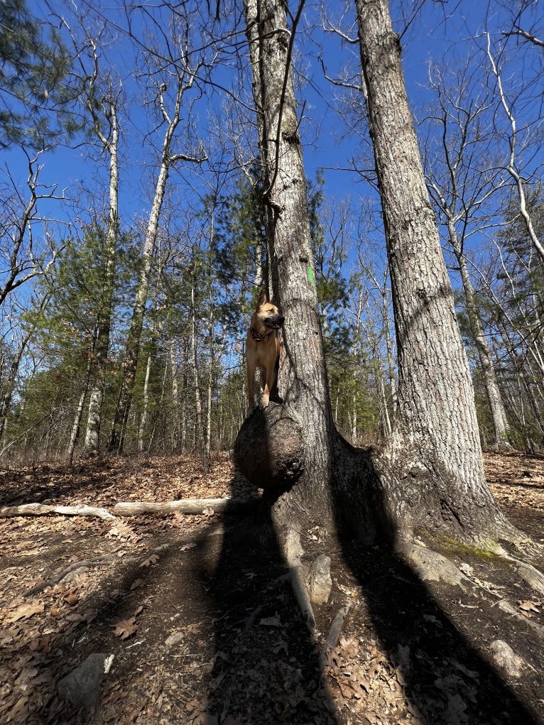 Everhett, a German Shepherd Dog and Australian Cattle Dog mix tested with EmbarkVet.com