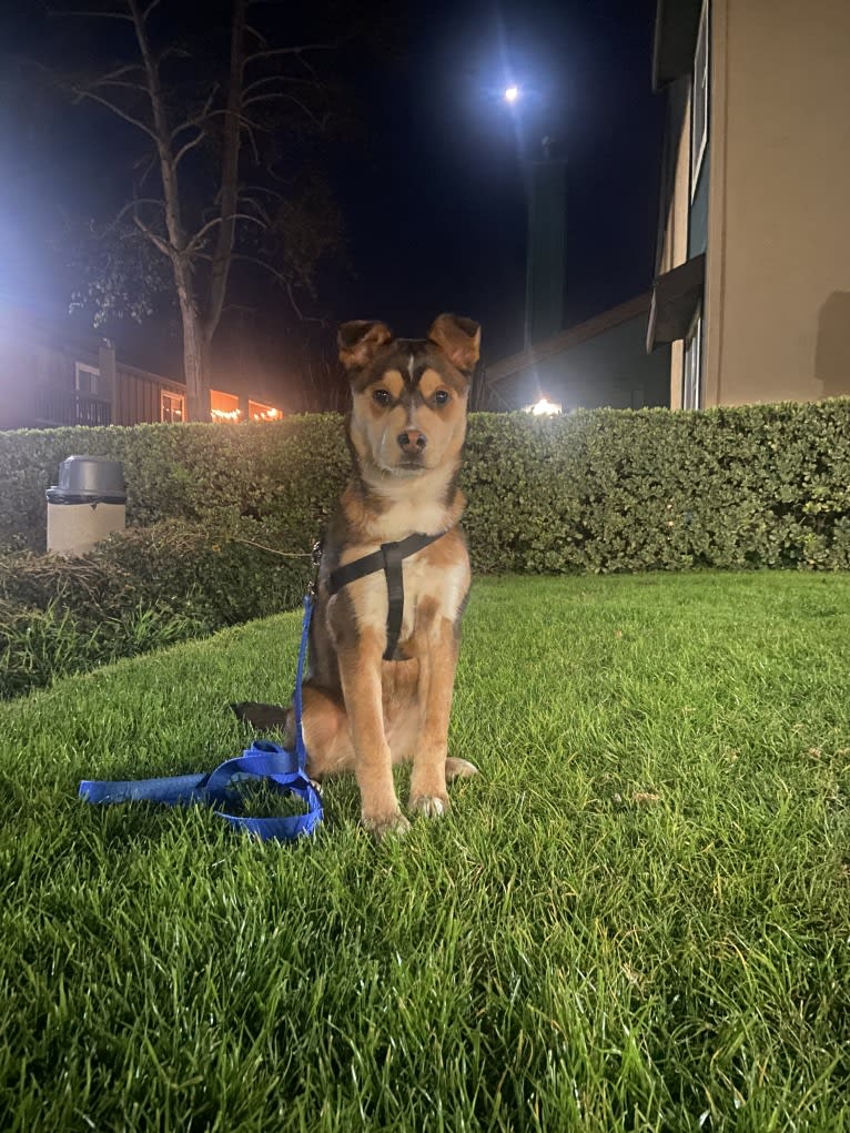 Kayna, a Rottweiler and Chow Chow mix tested with EmbarkVet.com